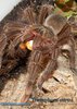 Theraphosa stirmi01.jpg