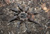 Acanthoscurria_theraphosoides_Slonghorn_1_IMG_9695.JPG