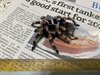 b.smithi.jpg