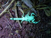 Scorpion Under UV 02.jpg