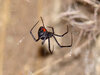 Western Black Widow 02.jpg