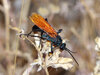 Tarantula Hawk 02.jpg