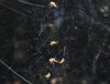 black widow spiderlings.jpg