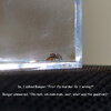 P1160748 - Fruit Fly Murder - Is It Wrong - Text.jpg