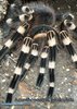 Acanthoscurria geniculata02.jpg