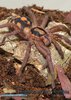 Hapalopus sp. colombia02.jpg