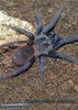 Pterinopelma sazimai02.jpg