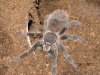 spiders 009.jpg