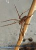 Dolomedes okefinokensis01.jpg