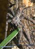 Heteropoda dagmarae02.jpg