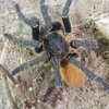 chrysogaster.jpg