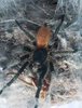 chrysogaster2.jpg