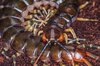 Scolopendra galapagoensis