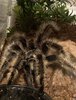 CurlyHair-BedheadTarantula.jpg