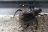 urchin beetle