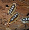 Porcellio expansus.JPG