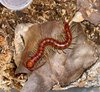 Scolopendra sp. "white leg"