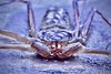 whip spider super white.jpg