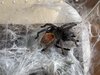 Chromatopelma cyaneopubescens post molt.jpg