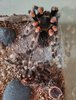 Brachypelma hamorii. New.jpeg