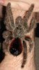 Avicularia-sp.-Huriana-0.1(2)1.jpg