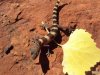 desert gecko.jpg