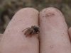 juvenile-tarantula-on-finger (1).jpg