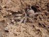tarantula-with-brown-spot-on-abdomen.jpg