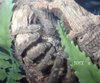 Heteroscodra maculata 07.24.22.jpg