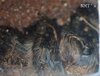 Tlitocatl albopilosus - 07.26.22 - Fresh molt 3.jpg