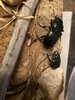 warrior beetle.JPG