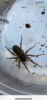 wolf spider.png