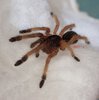 Psalmopoeus sp. Panama - 08.16.22 (2).jpg