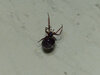 Possible False Widow 02.jpg