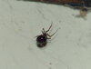 Possible False Widow 01.jpg