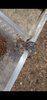 Ornithoctinae sur.jpg