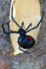 305 - Black Widow.jpg