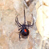 308 - Black Widow.jpg