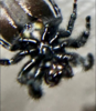 spidersss_27.png