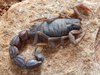 Scorpion-Parabuthus-transvaalicus-1-scaled.jpg