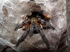 H. pulchripes egg sac hatched2.png