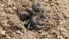 P1000475 - Molted Tarantula Skin in Burrow.jpg