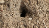 P1000486 - Tarantula Burrow.jpg