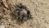 P1000477 - Tarantula Molt.jpg