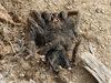 P1000481 - Tarantula Molt.jpg