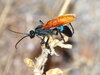 Tarantula Hawk 03.jpg