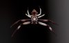 Spider's Ventrum 2.jpg
