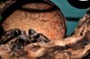 2010-1109_Tarantula_006sm.jpg