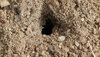 P1000486 - Tarantula Burrow.jpg