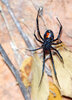 P1190224 - Shelob II.jpg